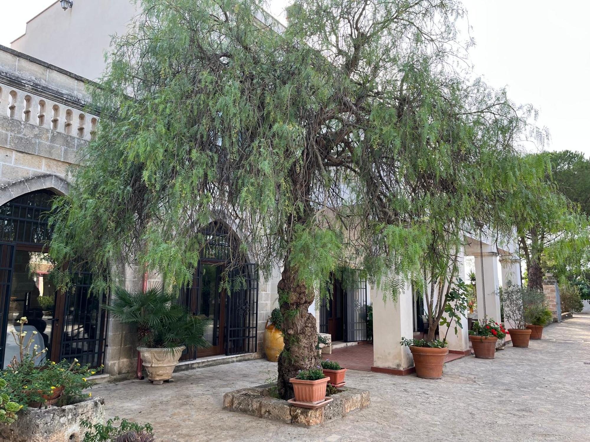 Masseria La Camardia Сава Экстерьер фото